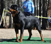 12-18 mth Rottweiler males: 0240 Quake Vom Drakkenfels V4