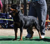 12-18 mth Rottweiler males: 0241 Quake Vom Drakkenfels V4