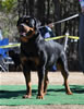 12-18 mth Rottweiler males: 0242 Quake Vom Drakkenfels V4