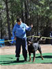 12-18 mth Rottweiler males: 0243 Leo Of Nicolas Lion V3