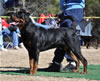 12-18 mth Rottweiler males: 0244 Leo Of Nicolas Lion V3