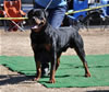 12-18 mth Rottweiler males: 0247 Leo Of Nicolas Lion V3