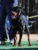12-18 mth Rottweiler males: 0249 Astire Vom Hause Hudson V
