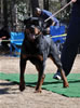 12-18 mth Rottweiler males: 0252 Astire Vom Hause Hudson V