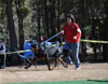 12-18 mth Rottweiler males: 0255 Andros Von Evman V