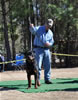 12-18 mth Rottweiler males: 0257 Kooper V Schwarzen Eis V2