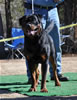 12-18 mth Rottweiler males: 0258 Kooper V Schwarzen Eis V2