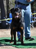 12-18 mth Rottweiler males: 0260 Kooper V Schwarzen Eis V2