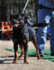 12-18 mth Rottweiler males: 0261 Kooper V Schwarzen Eis V2