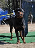 12-18 mth Rottweiler males: 0266 Amp Von Hause Hudson V