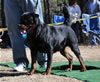 12-18 mth Rottweiler males: 0279 Kilo Vom Schwarzen Eis V