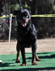 12-18 mth Rottweiler males: 0280 Kilo Vom Schwarzen Eis V