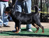12-18 mth Rottweiler males: 0282 Kilo Vom Schwarzen Eis V