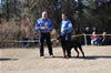 12-18 mth Rottweiler males: 0300 Leo Of Nicolas Lion V3
