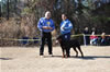 12-18 mth Rottweiler males: 0301 Leo Of Nicolas Lion V3