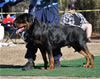 18-24 mth Rottweiler males: 0318 Izzy Vom Wesburg V3