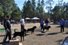 18-24 mth Rottweiler males: 0346