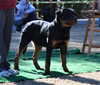 6-9 mth Rottweiler Males: 0021 Hickory Von Landschaft VP