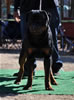 9-12 mth Rottweiler males: 0075 Gaito Von Stolz Seinauf VP2