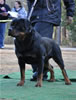 Open males: 0550 Quazer Von Der King V1