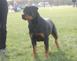 rottweiler females 12-18 month: 0048 Lorals Never Enough V3