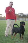 rottweiler females 12-18 month: 0049 Gunda Vom Waldbach G Rated