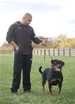 rottweiler females 12-18 month: 0068 Jetta Von Der Rod V2