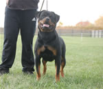 rottweiler females 12-18 month: 0070 Jetta Von Der Rod V2