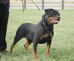 rottweiler females 12-18 month: 0072 Jetta Von Der Rod V2