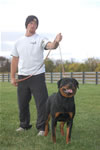 rottweiler females 12-18 month: 0082 Vakos Darkeyes Jazmine Von Bullenfield SG Rated