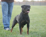 rottweiler females 12-18 month: 0090 Atia V Deutschen Erbe V-rated