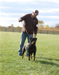 rottweiler females 12-18 month: 0093 Taj V Deutschen Erbe SG-rated