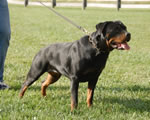 rottweiler females 12-18 month: 0099 Taj V Deutschen Erbe SG-rated