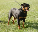 rottweiler females 12-18 month: 0105 WNRs Beauty Of A Beast V Fineline SG-rated