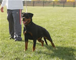 rottweiler females 12-18 month: 0111 Chandra Des Gladiateurs De Rottweil V1-rated