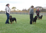 rottweiler females 12-18 month: DSC 0116