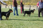 rottweiler females 12-18 month: DSC 0117