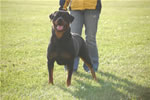 rottweilers females 18-24 months: -0144 Jerzi Vom Blaurasen V2-rated