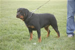 rottweilers females 18-24 months: 0173 Oxxi Vom PrinceHaus V3-rated