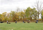Rottweiler Puppies 4-6 month females: DSC 0377