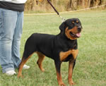 rottweiler puppies 9-12 females: 0435 Randis Kallie Von Dillon SG3