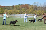 Rottweiler Females Working Class: DSC 0050