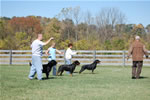 Rottweiler Females Working Class: DSC 0051
