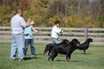 Rottweiler Females Working Class: DSC 0052