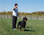 Rottweiler males 12-18 month class: 0127 Axel Vom Keiser Wappen SG3-rated