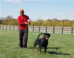 Rottweiler Males 18-24 month class: 0159 Dooley Von Stolsenfurst SG-rated
