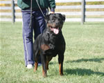 Rottweiler Males 18-24 month class: 0173 Jake Vom Gruber Haus V2-rated
