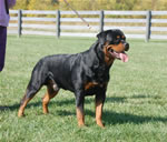 Rottweiler Males 18-24 month class: 0186 Jax Of Harts Von Der Alten Welt V1-rated