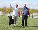 Rottweiler Males 18-24 month class: 0220 Jake Vom Gruber Haus V2-rated
