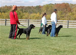 Rottweiler Males 18-24 month class: DSC 0209